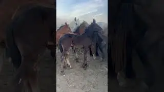 #вулкан #horse #малбазар #automobile #табун #лошади #art #каратау #camel