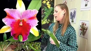 Spring DISCOUNTS on all ORCHIDS in stock!