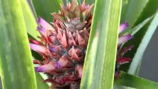 HCX 1000 Youtube Test