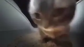 Chipi Chipi Chapa Chapa HARDSTYLE // sped up + reverb
