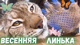Весенняя линька рыси Марса