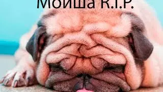Пёс вещает