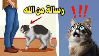 احذر! إذا اقتربت منك هذه القطة .. فأعلم أنها تحمل لك 3 رسائل من الله عزوجل ؟ إياك ان تؤذيها !