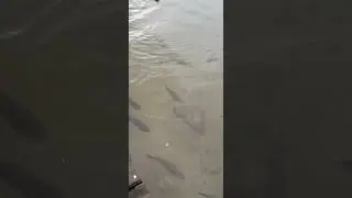 ОЗЕРО КИШИТ РЫБОЙ #shorts