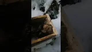 Куница в ящичной ловушке.