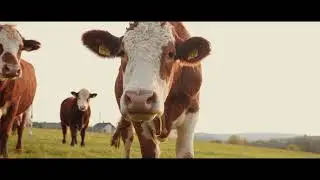 Josef´s Bio - Mit gutem Gewissen genießen 🌾🐄