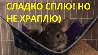 Штуша-Кутуша крепко спит!