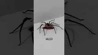 The Spider in your Room #shorts
