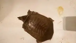 Трионикса в студию!!!