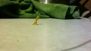 Первое видео