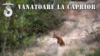Vanatoare la caprior (Roebuck hunting)