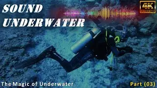 03-Discover the Magic of Diving Part (03): How Sound Affects Diving?