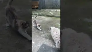 Калабурзик 😝🐈 