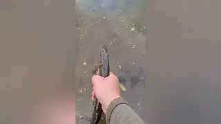 Приплыл Монстр)