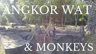 Chased by Monkeys at Angkor Wat!