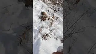 Охота на косулю