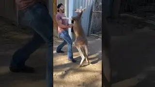 human vs kangaroo 