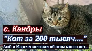 "Кот за 200 тысяч" Аюб и Марьям давно об этом мечтали.