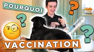 💉VACCINER son CHIEN ou son CHAT - Prévenir plutôt que ...