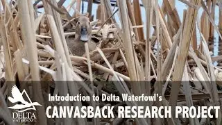 Delta Waterfowl Canvasback Research Project