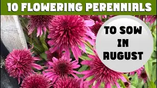 10 Cottage Garden PERENNIALS you need to SOW in AUGUST. Zones 3 to 10 