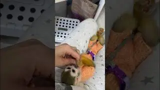 Хохотун 