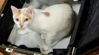 I Left My Cat