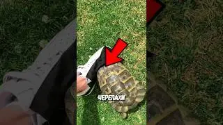 Зачем Черепахи Делают Это? 😱