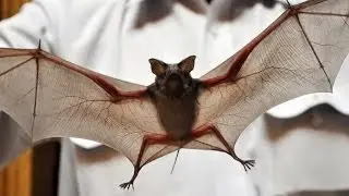 Bat Benefits for Your Garden