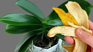 How to Care for Orchids for Beginners (Easy & Effective Tips)