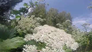 Борщевик Сосновского (hogweed herba), борщевик растение как растёт, борщевик как цветёт.