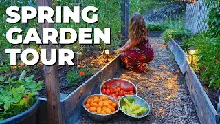 Full Garden Tour in May (Raised Bed Gardening in Zone 6)