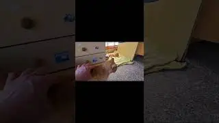 Kicsi Holdacska Pihen #cicak #cat #catlover #catvideos #shorts #shortvideo #youtube #youtubeshorts