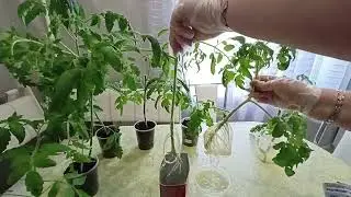 Получаем мощную корневую систему за короткий период времени.м-н ДАЧА г.Каменск-Уральский 09.05.2023