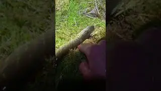 Hunting for pike (cast or blast?) my technique on harvesting pike