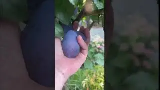 Victoria Plum Harvest Day 🍈 #shorts