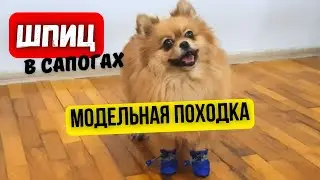 Шпиц в обуви 🐾 Смешная походка маленькой собаки
