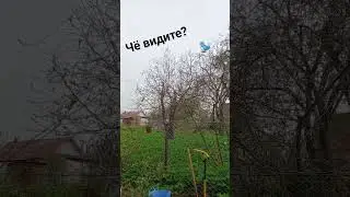 Любопытная пташка. 😊