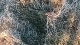 Робота роторних грабок(архівне відео)