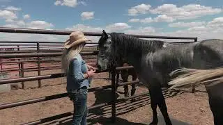 Kem and Horses