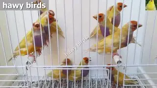 من أكثر الطيور جمالا الجولديان فينش مع كيفية تربيته لتزاوج