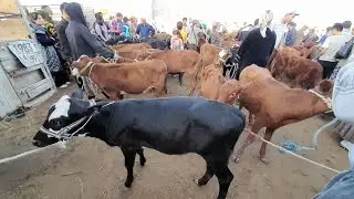 ЁШ ХУКИЗ ВА ЁШ ХУНАЖИН ВА КИСИР СИГИР НАРХЛАРИ ХАЗОРАСП МОЛ БОЗОРИ 1 СЕНТЯБРЯ 2024.Г