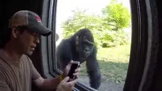 Gorilla Attack at the Zoo