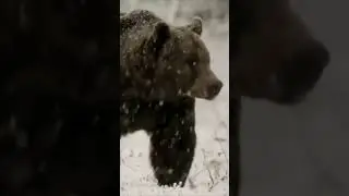 Жуткая встреча с медведем Шатунов во время рыбалки! 😱 #shorts