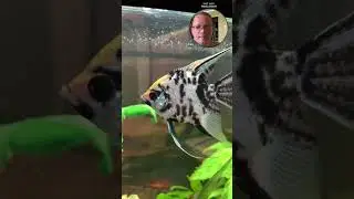 Аквариум как хобби 