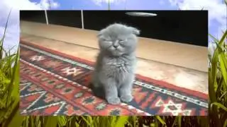 Приколы про кошек и котят котеки
