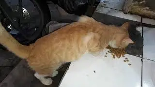 Update Stray Cat In The Street !!!