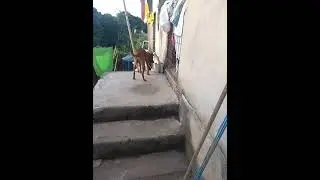 vida de cachorro parte 8🐶🐶➕