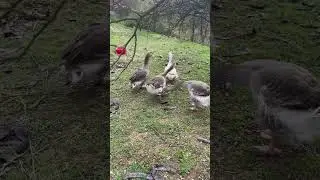 Životinjsko carstvo .”