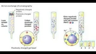 Protein Purification Techniques